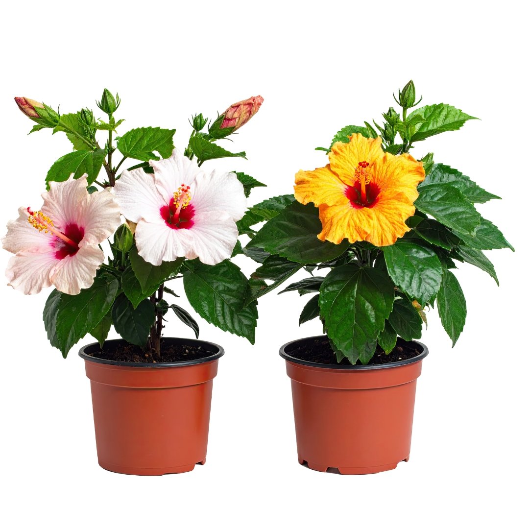 Watering Solutions