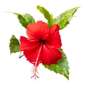 Hibiscus Plant