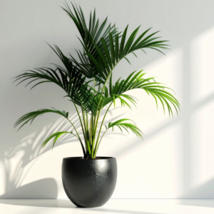 Areca Palm