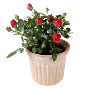 Rose Plant