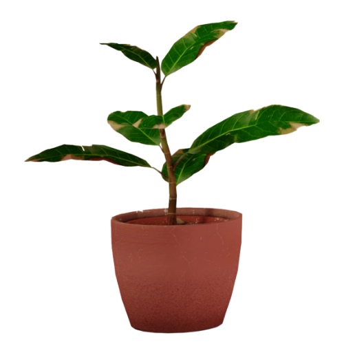 Pots