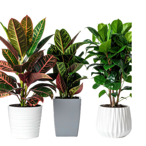 Plants