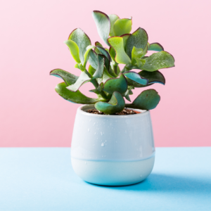 Echeveria Succulent in Ceramic Pot