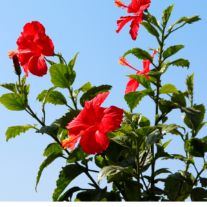 Red Hibiscus Plant