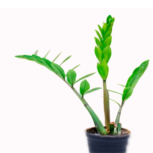 ZZ Plant (Zamioculcas Zamiifolia)